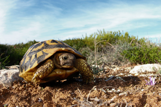 Обои картинки фото животные, Черепахи, трава, цветок, песок
