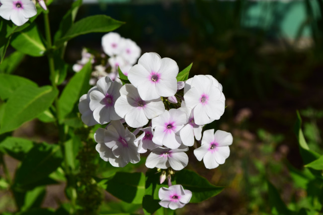 Обои картинки фото цветы, белый