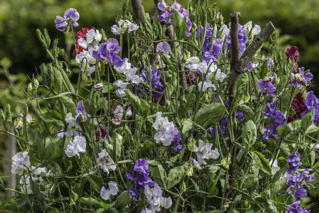 Обои картинки фото цветы, цветок