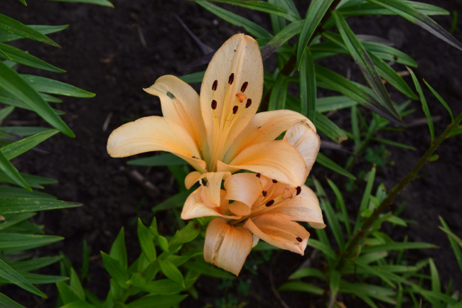 Обои картинки фото цветы, лилии,  лилейники, персиковый, цвет