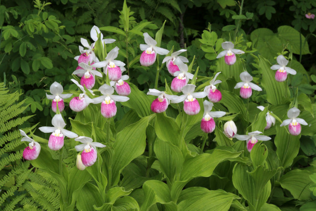 Обои картинки фото цветы, орхидеи, розовые