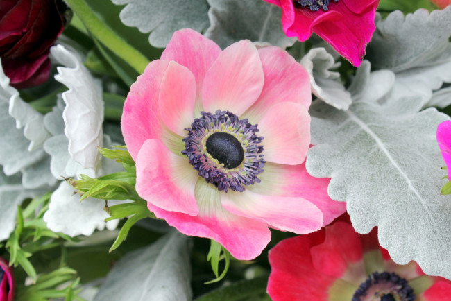 Обои картинки фото цветы, ранункулюс , азиатский лютик, цветок