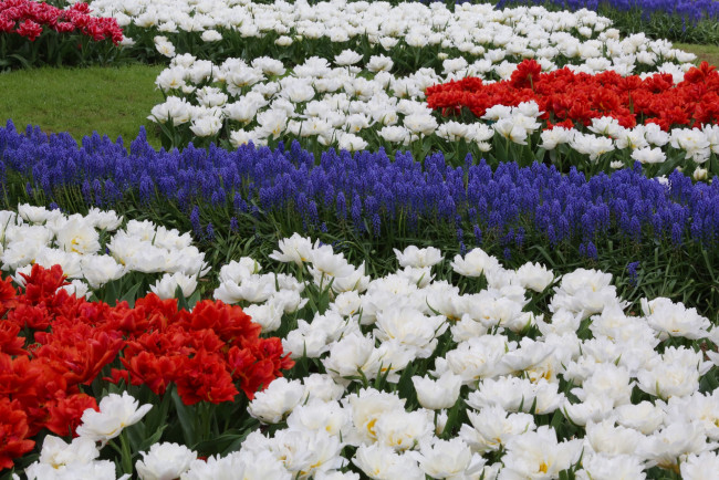 Обои картинки фото цветы, разные вместе, разноцветные