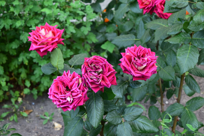 Обои картинки фото цветы, розы, цветок, розовый