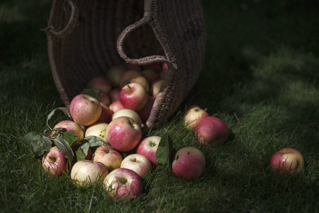 Обои картинки фото еда, Яблоки, корзина, трава