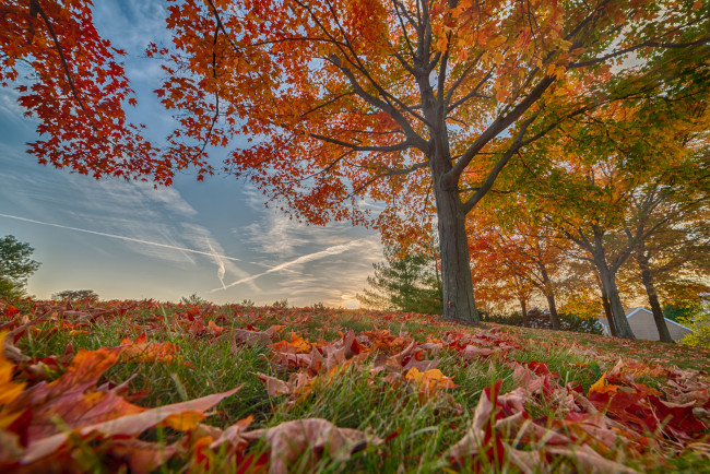 Обои картинки фото природа, деревья, простор