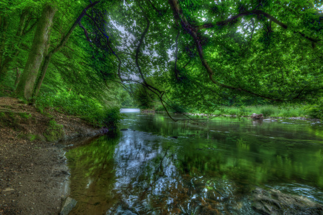 Обои картинки фото природа, реки, озера, река, лес