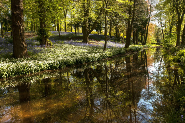 Обои картинки фото природа, реки, озера, водоем, деревья, цветы