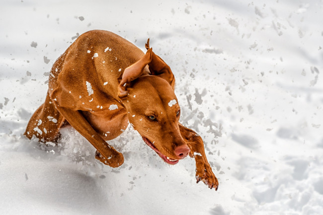 Обои картинки фото животные, собаки, снег