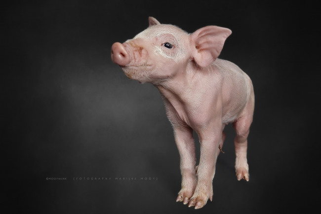 Обои картинки фото животные, свиньи,  кабаны, фон, поросёнок, природа