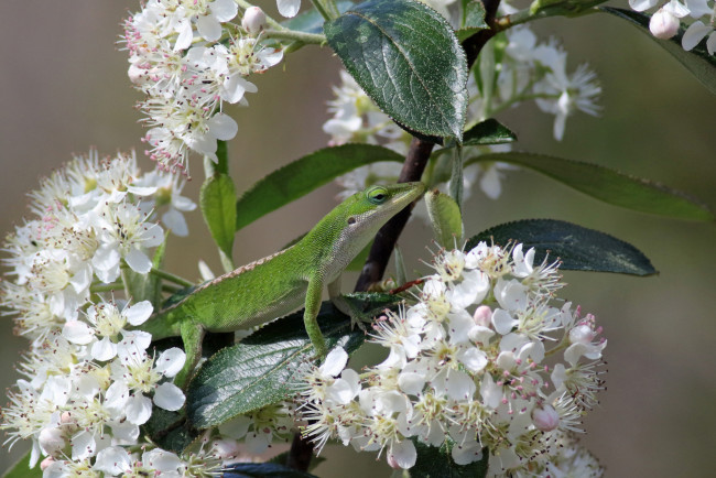 Обои картинки фото животные, Ящерицы,  игуаны,  вараны, цветы, ящерица, весна