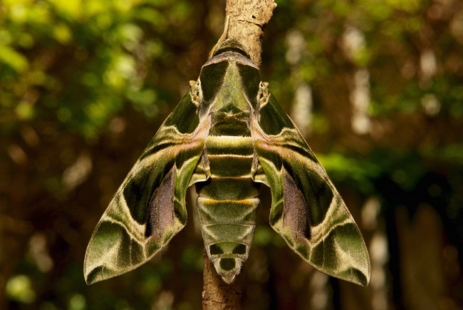 Обои картинки фото животные, бабочки,  мотыльки,  моли, мотылёк