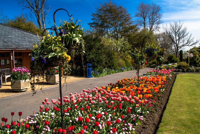 Обои картинки фото цветы, разные вместе, деревья, здание, трава