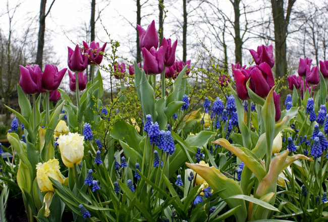 Обои картинки фото цветы, разные вместе, разноцветные