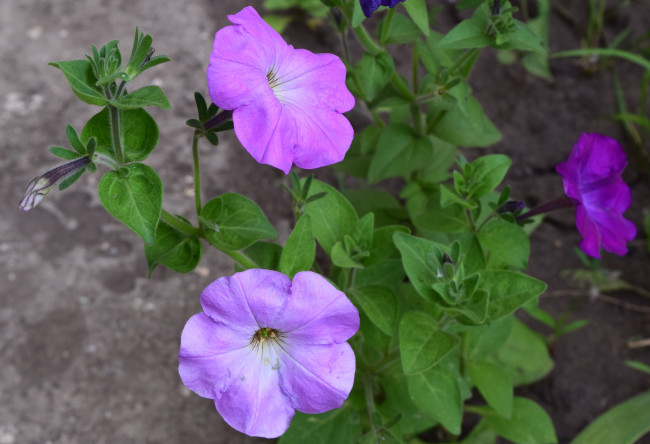 Обои картинки фото цветы, петунии,  калибрахоа, цветок