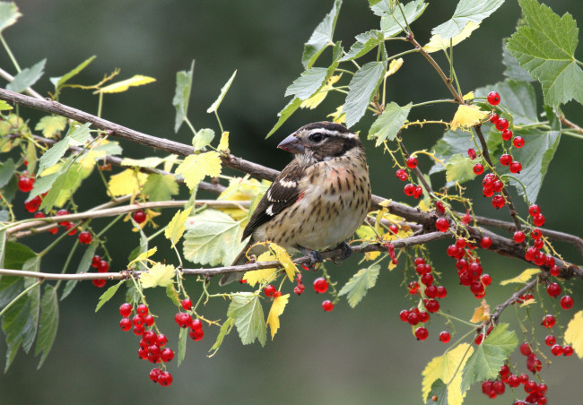 Обои картинки фото животные, птицы, красная, смородина, птица
