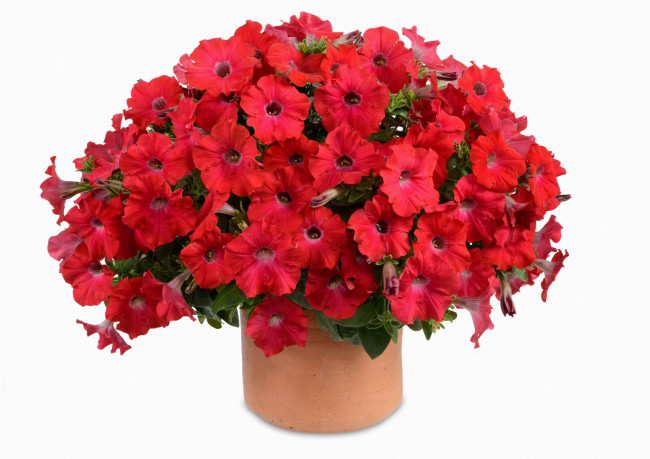 Обои картинки фото цветы, петунии,  калибрахоа, белый, фон, красные