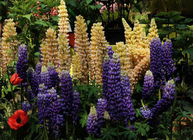 Обои картинки фото цветы, люпин, разноцветные