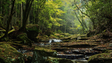 Картинка природа реки озера река лес