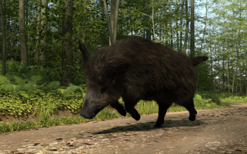 Картинка 3д+графика животные+ animals кабан