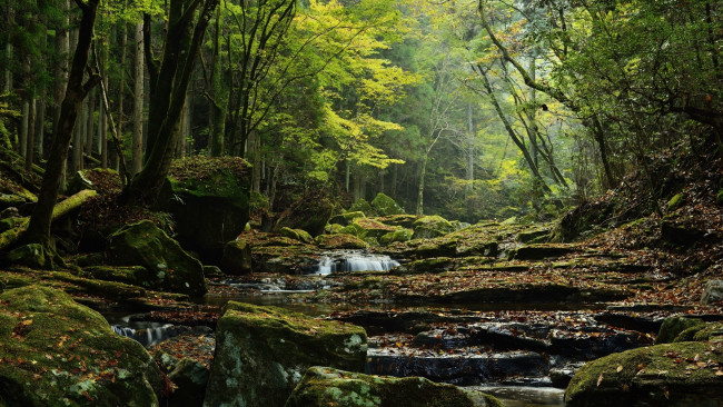 Обои картинки фото природа, реки, озера, река, лес