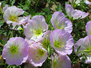 Картинка цветы лето 2020