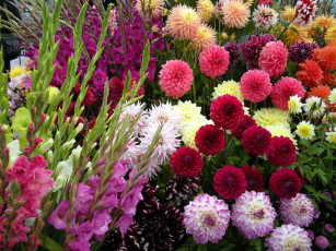 Картинка цветы разные+вместе георгины гладиолусы