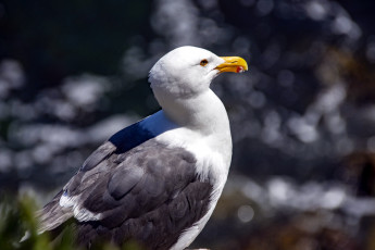 обоя животные, чайки,  бакланы,  крачки, птица