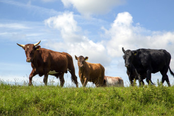 Картинка животные коровы +буйволы луг трава стадо