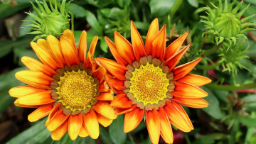 Картинка цветы газания дуэт макро