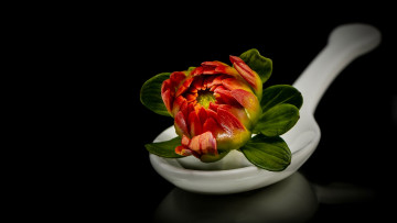 Картинка цветы георгины ложка бутон