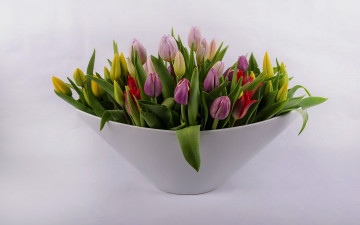 Картинка цветы тюльпаны бутоны букет