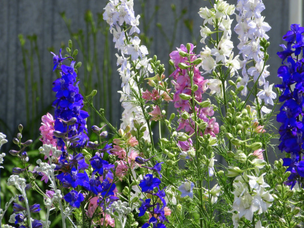 Обои картинки фото цветы, дельфиниум, лето, 2020