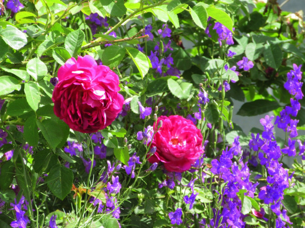 Обои картинки фото цветы, разные вместе, лето, 2020