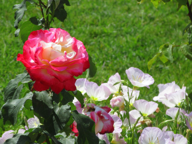 Обои картинки фото цветы, разные вместе, лето, 2020