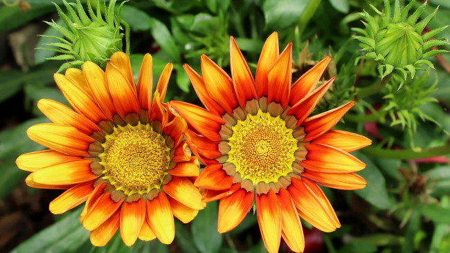 Обои картинки фото цветы, газания, дуэт, макро