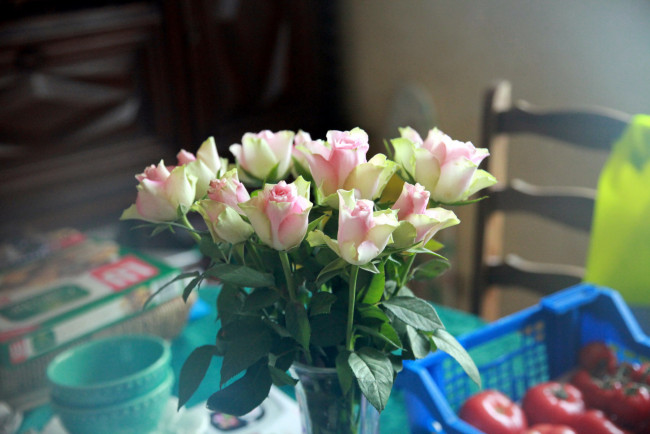 Обои картинки фото цветы, розы, бутоны