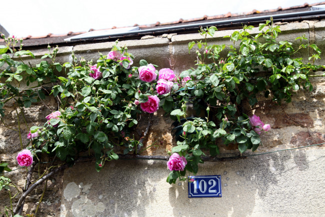 Обои картинки фото цветы, розы, розовый, куст