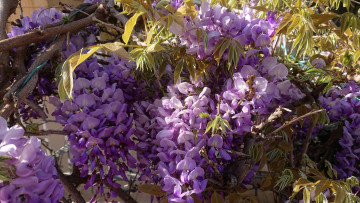 Картинка цветы глициния сиреневая