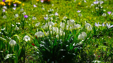 Картинка цветы подснежники +белоцветники +пролески первоцветы