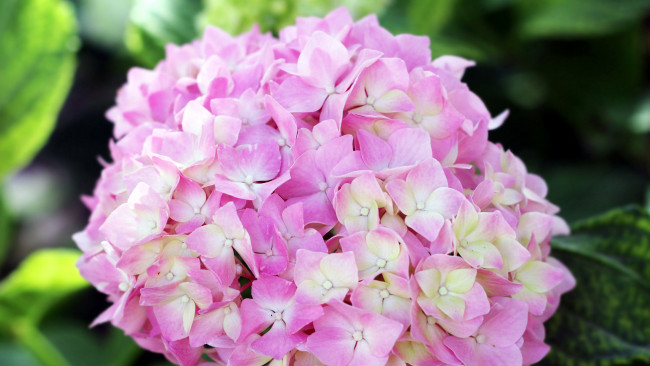 Обои картинки фото цветы, гортензия, розовая, куст