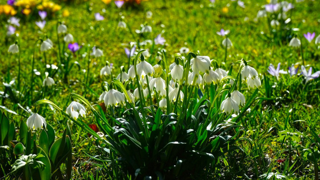 Обои картинки фото цветы, подснежники,  белоцветники,  пролески, первоцветы