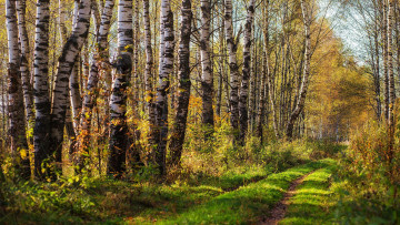 Картинка природа лес березовая роща