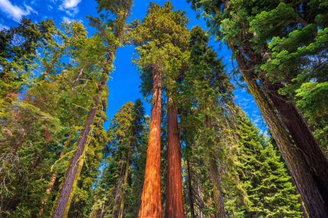 Обои картинки фото природа, деревья, небо, стволы