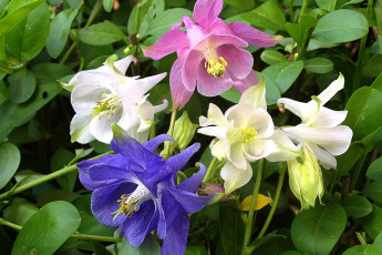 обоя цветы, аквилегия , водосбор, разноцветная, аквилегия, зеленые, листья