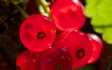 обоя природа, ягоды, смородина, красная