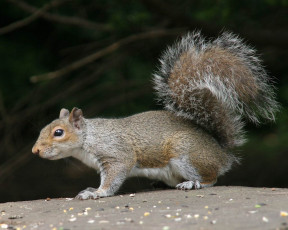 обоя животные, белки