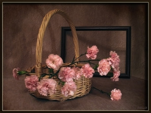 Картинка цветы гвоздики