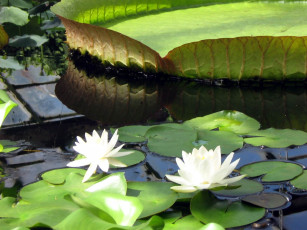 Картинка цветы лилии водяные нимфеи кувшинки