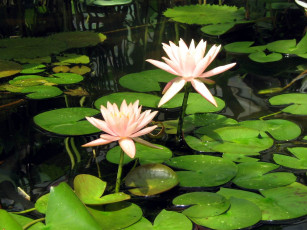 Картинка цветы лилии водяные нимфеи кувшинки